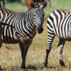 Kedevries Zebras