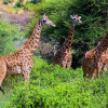 giraffes of tsavo west